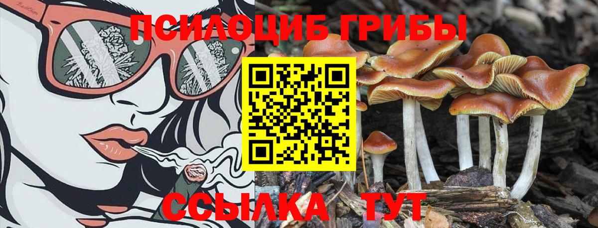 Галлюциногенные грибы Psilocybe  Вход с VPN  Ессентуки  Галлюциногенные грибы мицелий 